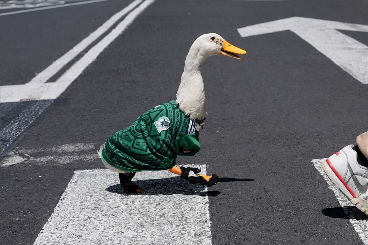 Merlín, el pato de la suerte que acompañó a México en el Mundial 2026